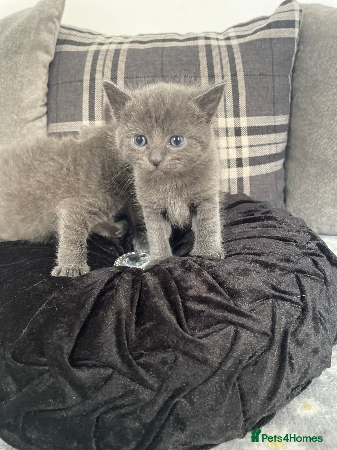 Russian Blue cats for sale: Russian X blue kittens  - Image 7