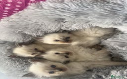 Ragdoll cats for sale: Blue colourpoint Ragdolls  - Image 2