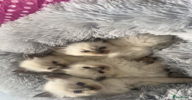 Ragdoll cats - Advert 10