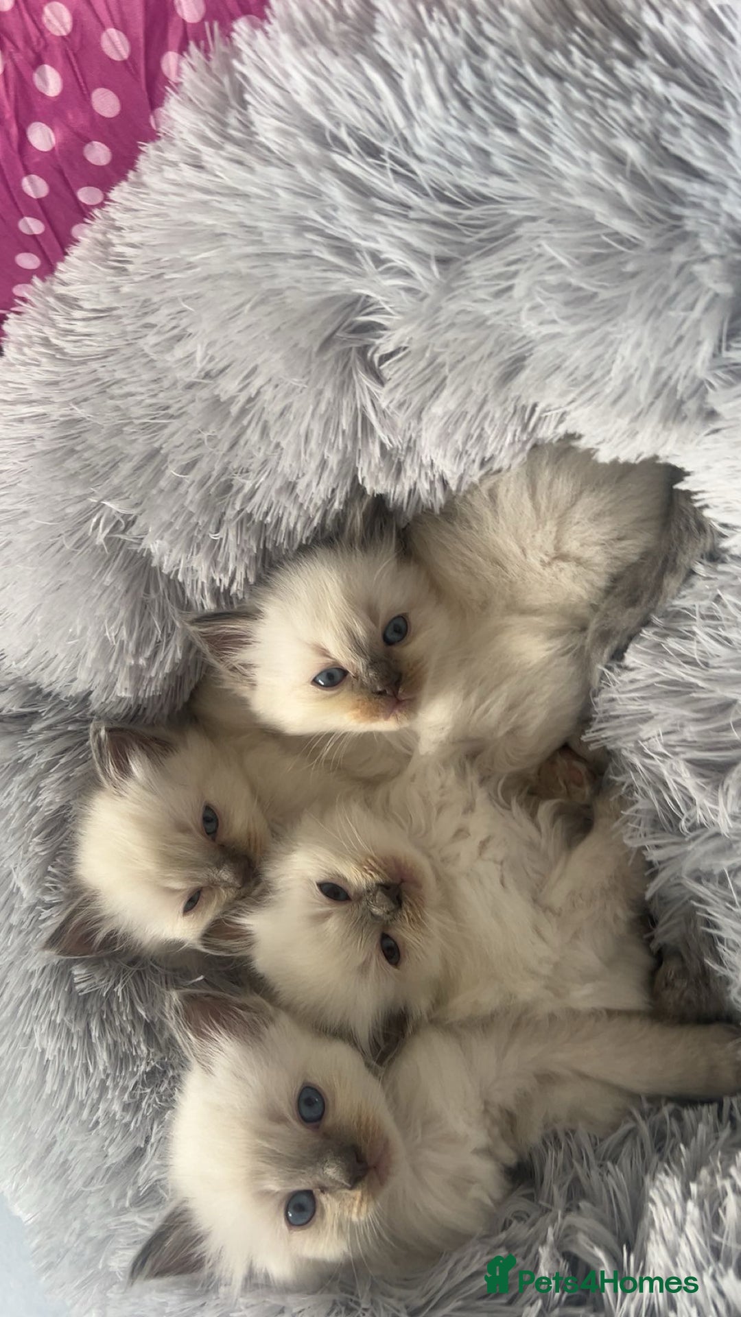 Ragdoll cats for sale: Blue colourpoint Ragdolls  - Image 2