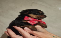 Yorkshire Terrier dogs for sale: 💝💝Beautiful miniature babies 💝💝 - Image 19