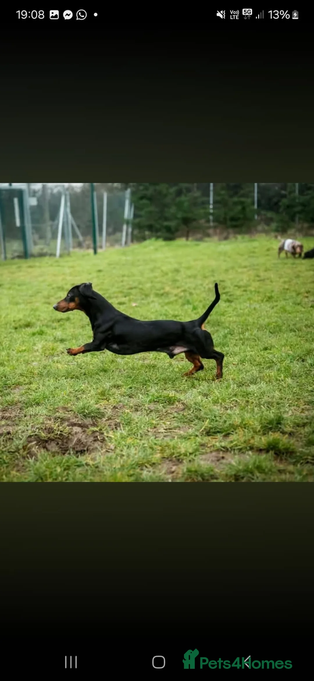 Miniature Dachshund dogs for stud: Miniature dachshund  - Advert 3