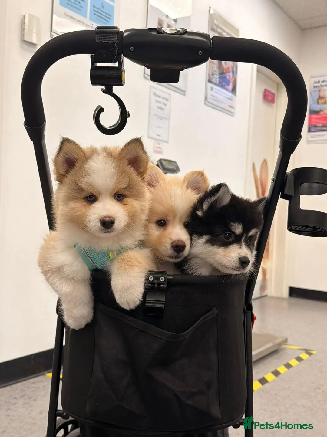 Pomsky dogs for sale: Gorgeous Pomsky READY NOW - Advert 2