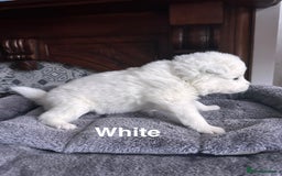Samoyed dogs for sale: Samoyed Puppies — Ready to Reserve Now! - Image 24