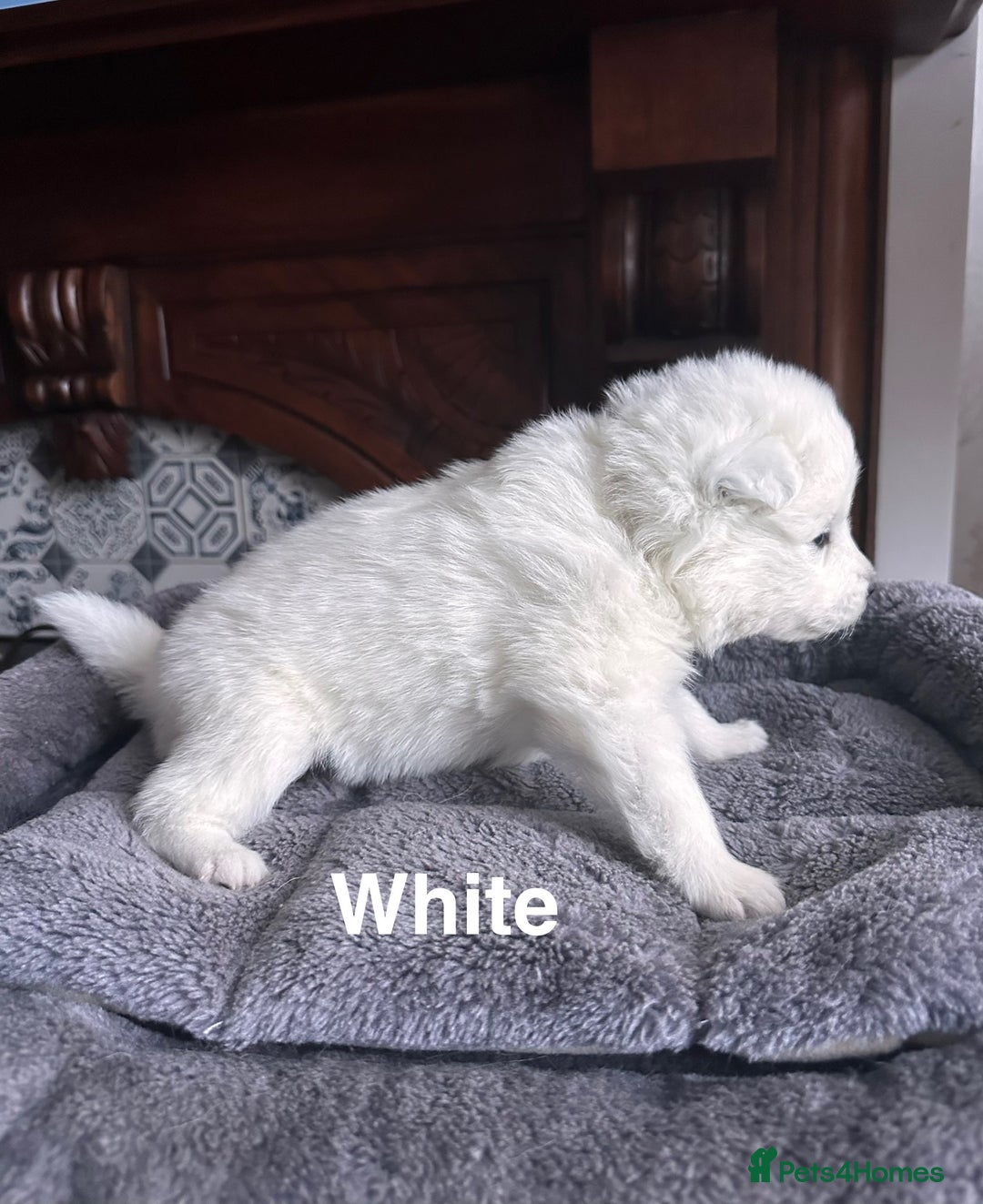 Samoyed dogs for sale: Samoyed Puppies — Ready to Reserve Now! - Image 24