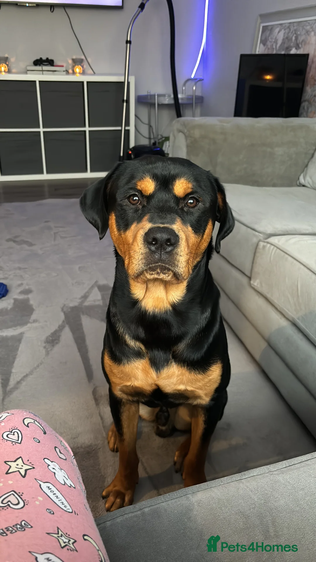 Rottweiler dogs for stud: Bruce the Rottweiler  - Advert 2