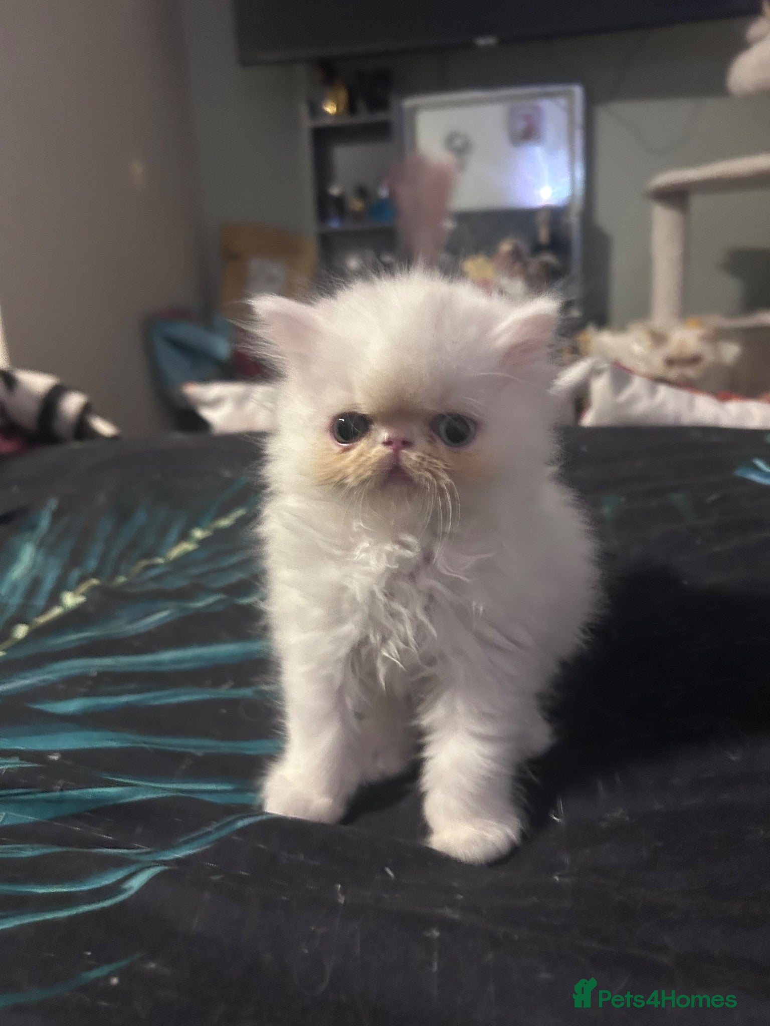 Persian cats Beautiful Persian boy - Advert 2