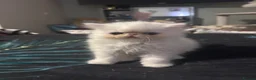 Persian cats for sale: Beautiful Persian boy - Advert 5