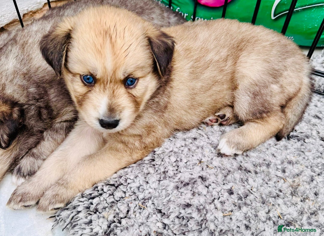 Pomsky dogs for sale: Adorable Blue Eyed 🐾 Long Eared Pomskies  - Image 15