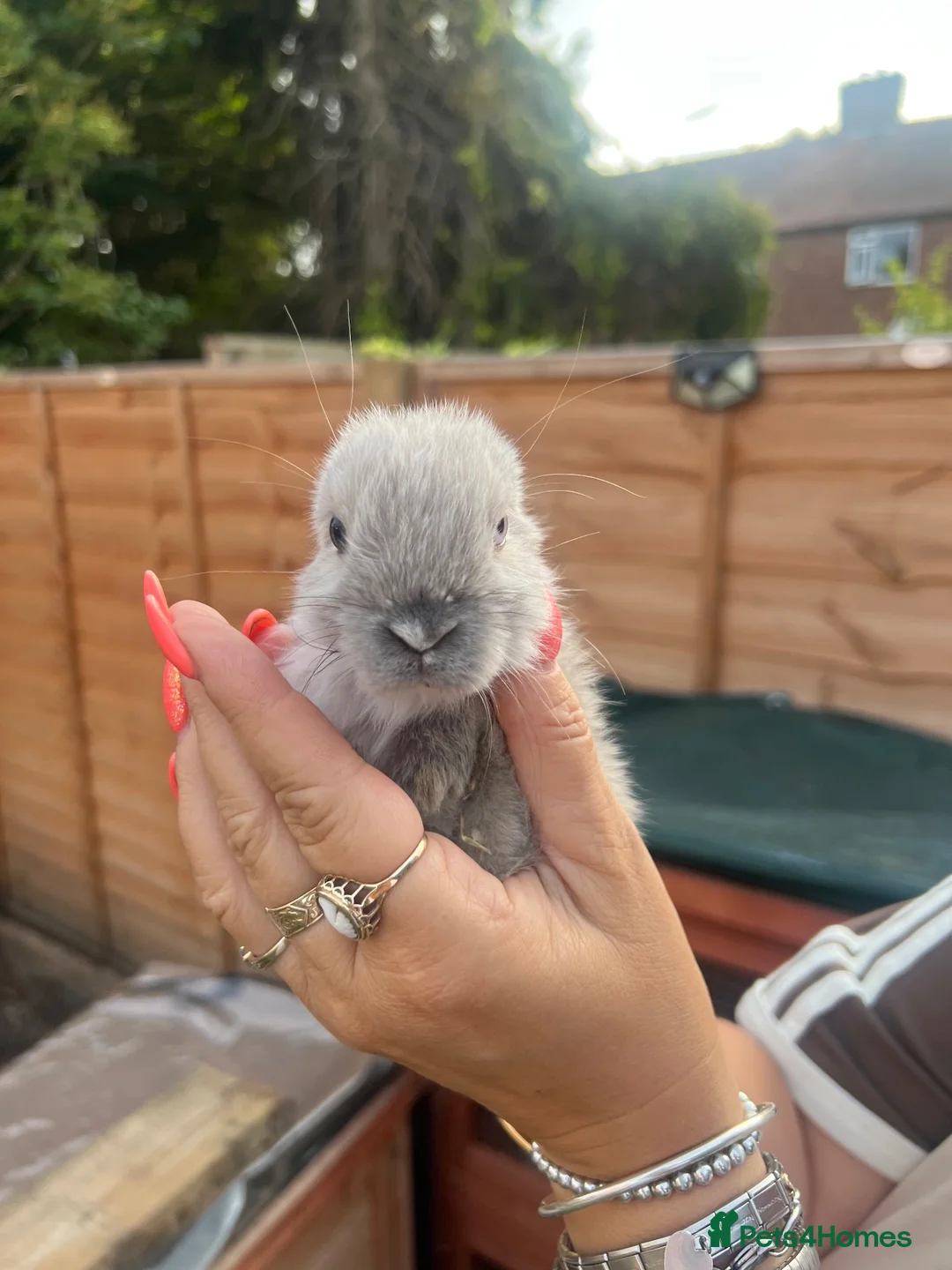 Mini Lop rabbits for sale: Mini lop boys  - Advert 2