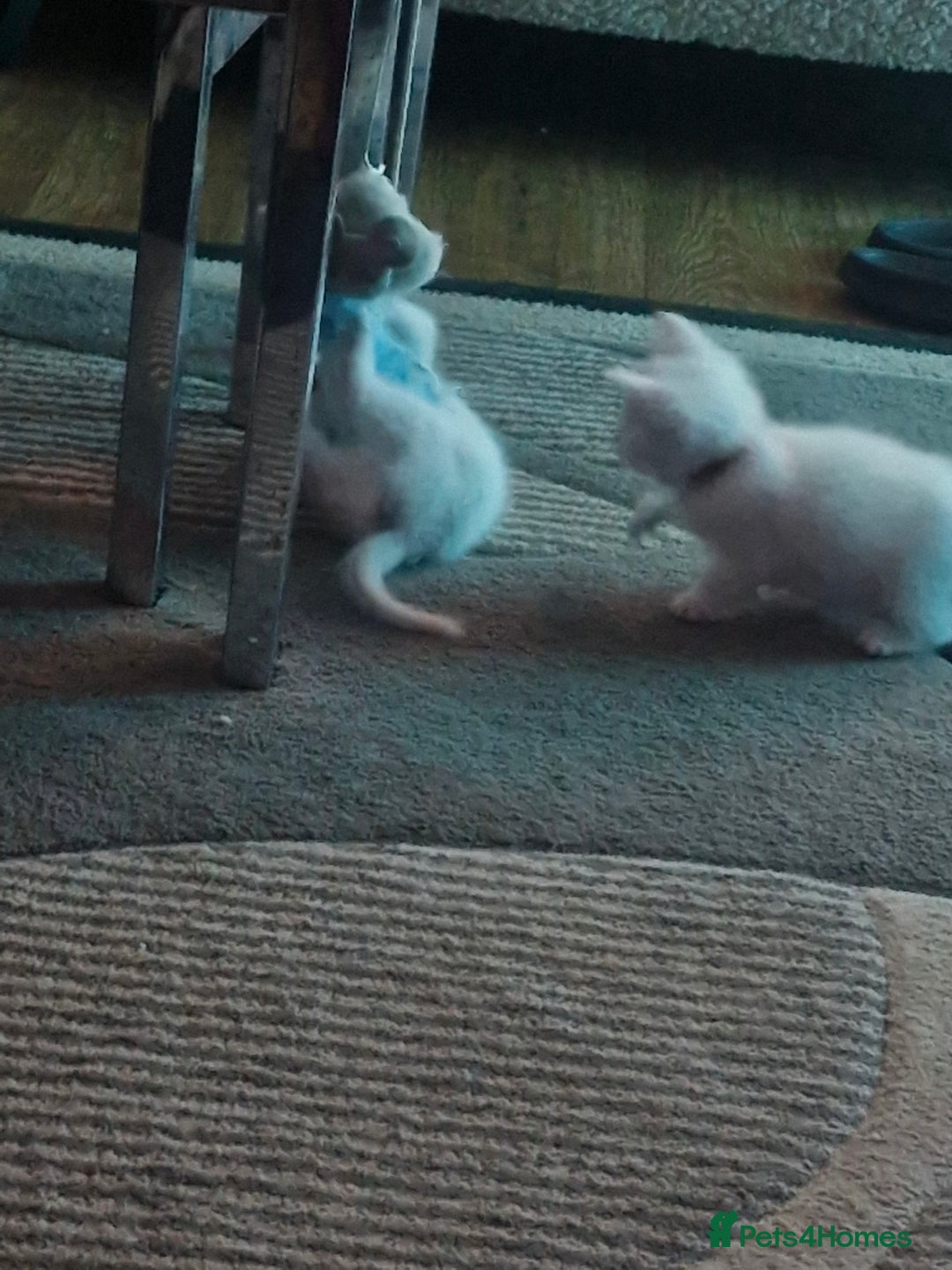 Mixed Breed cats for sale: Beautiful Siamese cross kittens - Advert 19