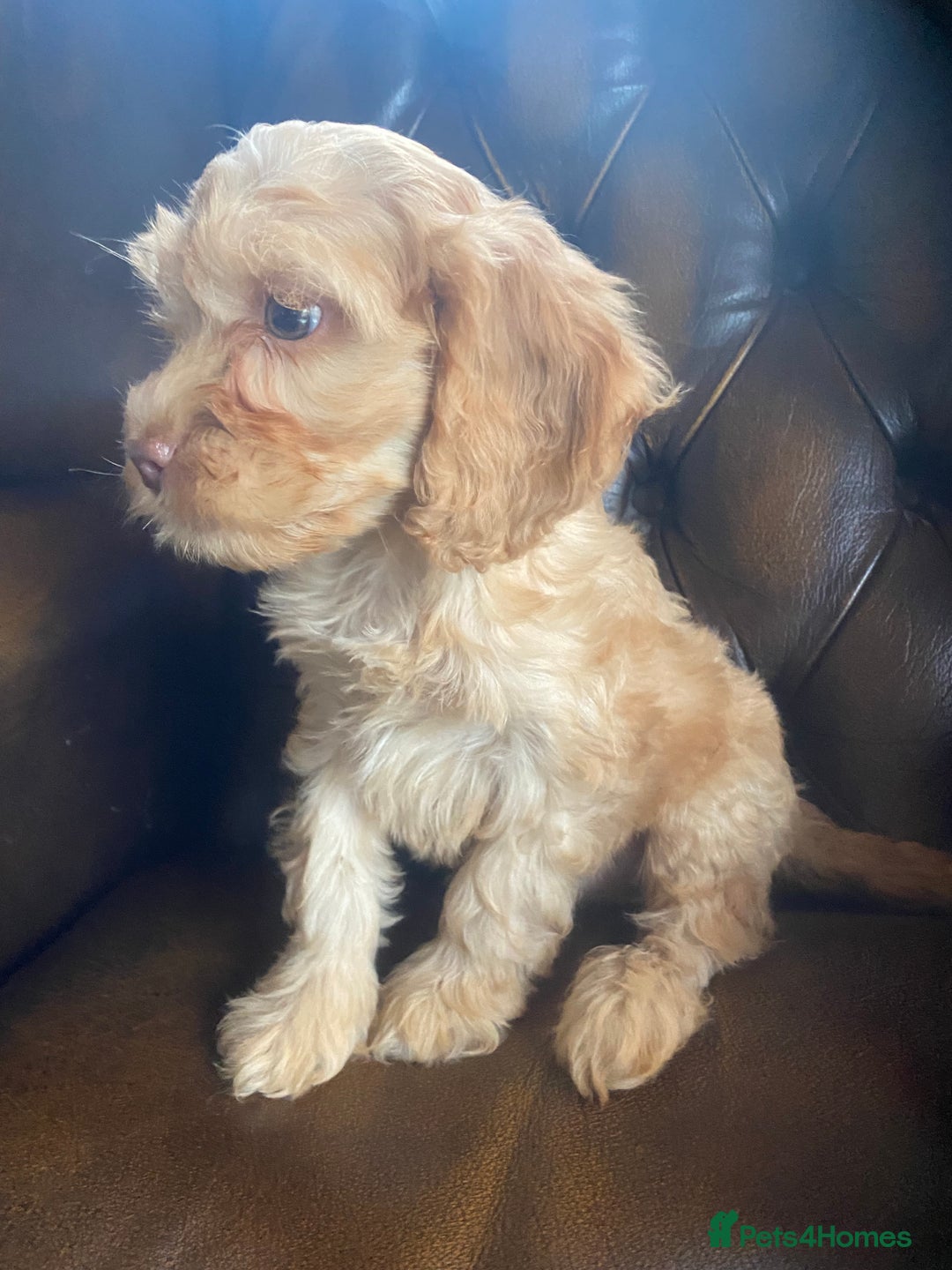 Cockapoo dogs for sale: Cockapoos  - Image 4
