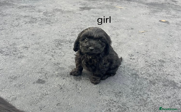 Cockapoo dogs cockapoo puppies for sale  - Advert 14