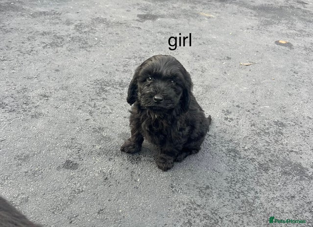 Cockapoo dogs cockapoo puppies for sale - Advert 14