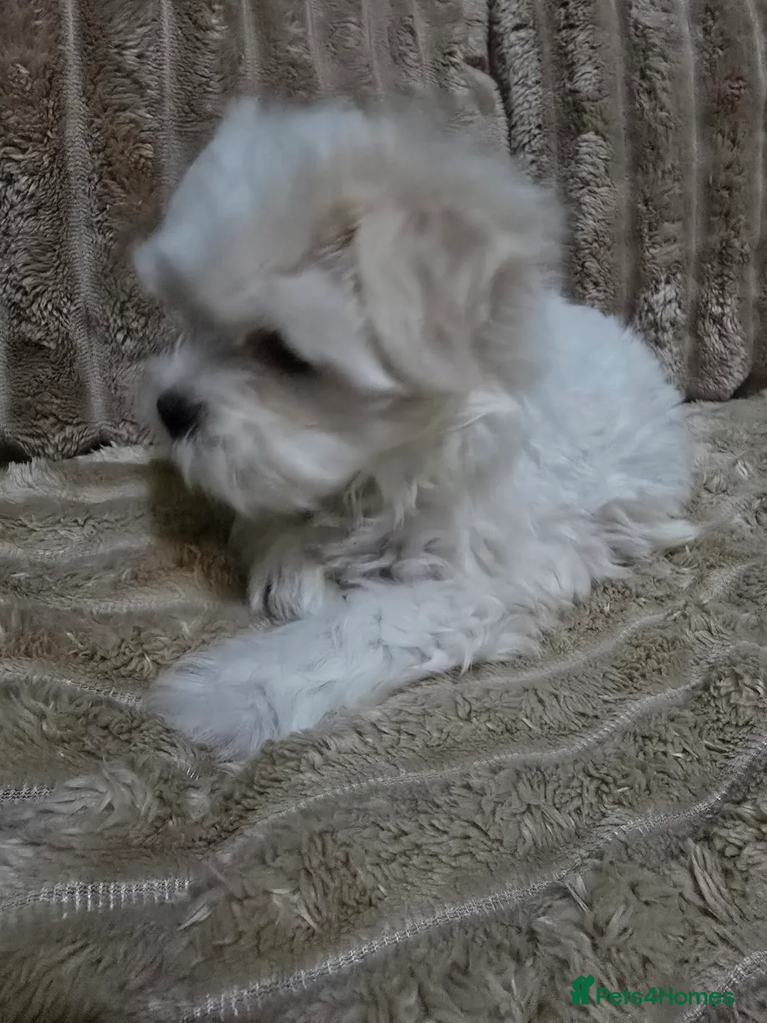 Maltese dogs for sale: Maltese puppy  boy - Advert 11