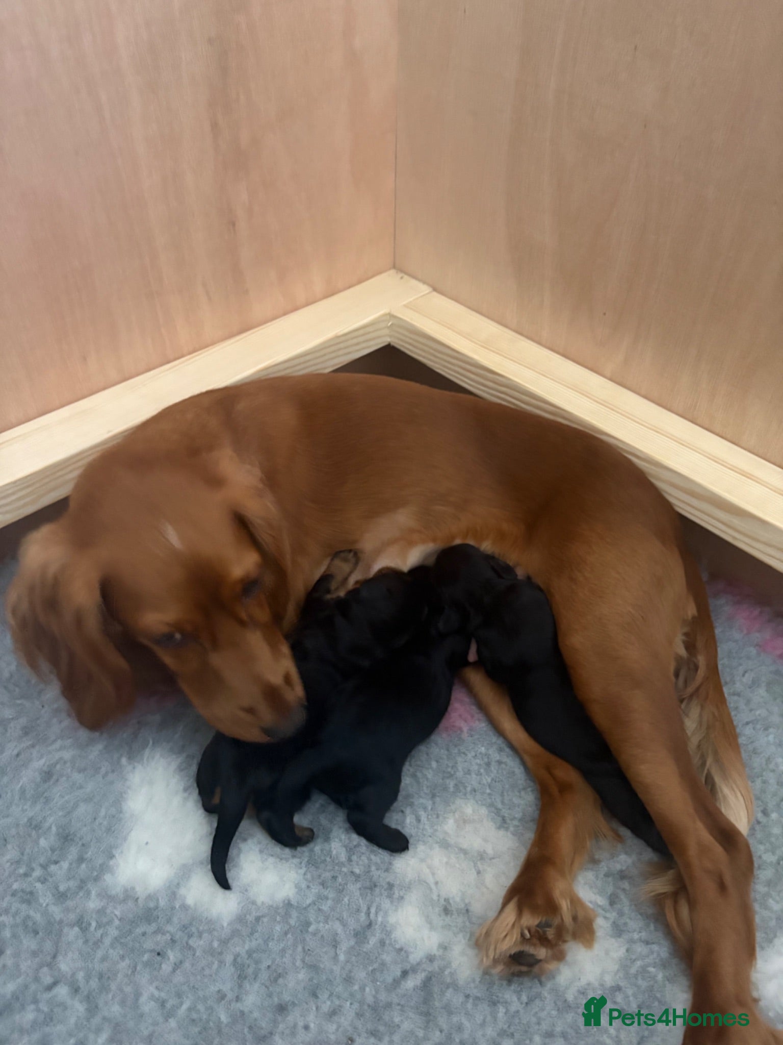 Cockapoo dogs Black girl Cockerpoo  - Advert 1