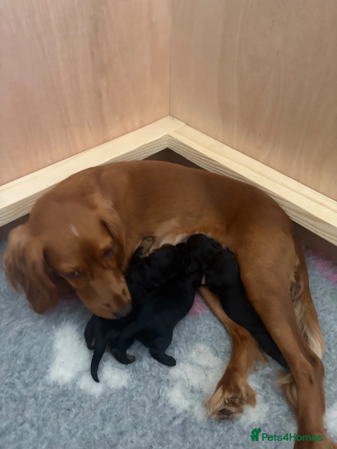 Cockapoo dogs for sale: Black girl Cockerpoo  - Advert 11