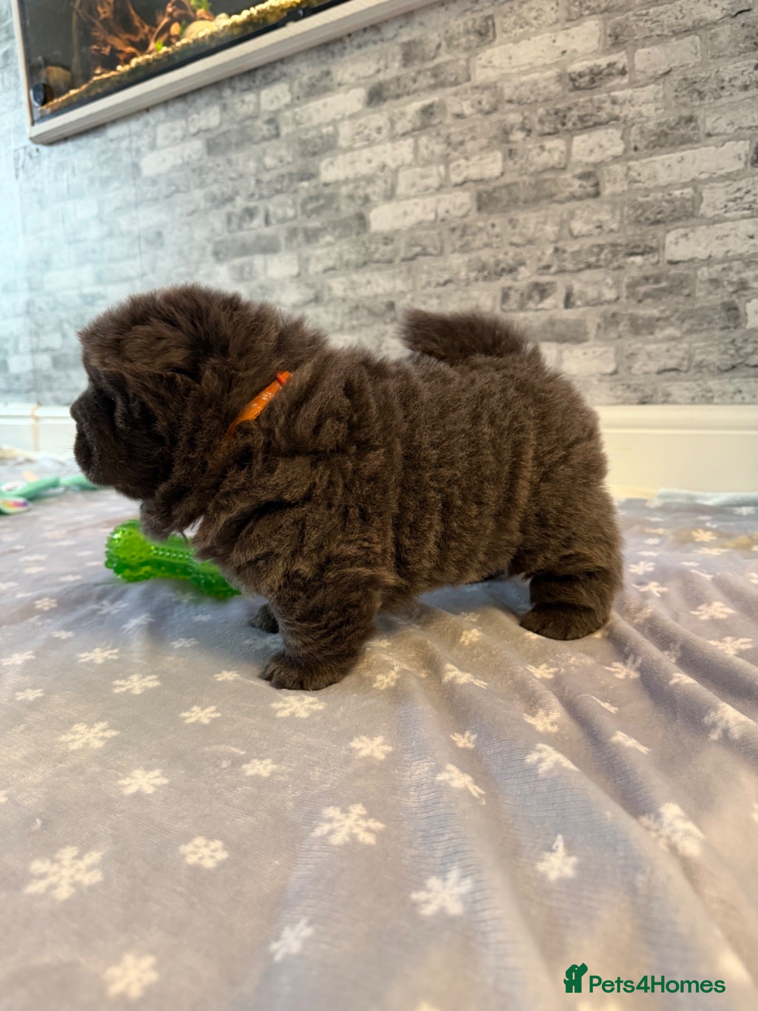 Chow Chow dogs K.c registered chow chow puppies - Advert 7