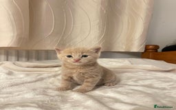 Mixed Breed cats for sale: Three sweet and playful kittens looking a new home - Advert 6