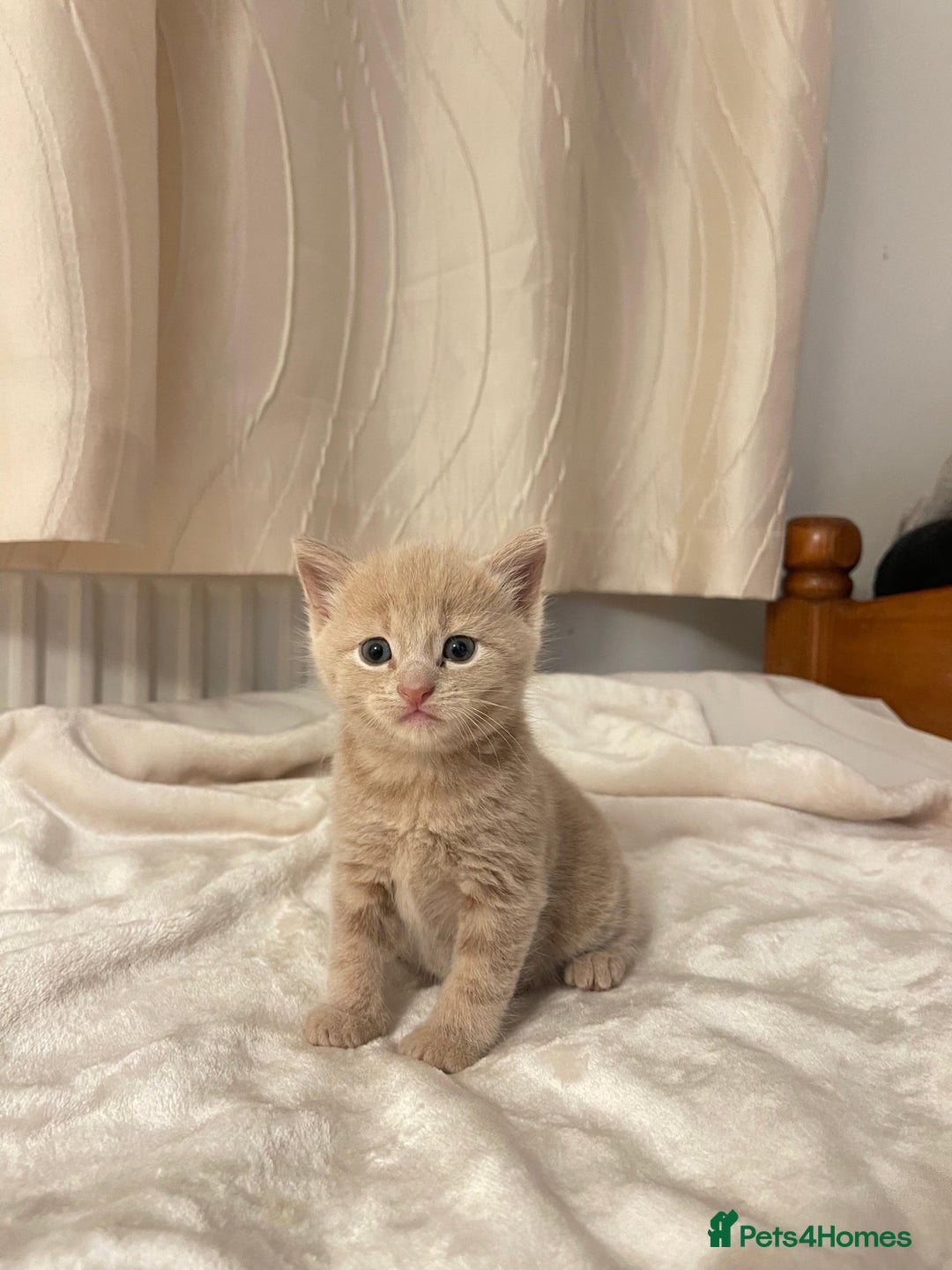 Mixed Breed cats for sale: Three sweet and playful kittens looking a new home - Advert 6