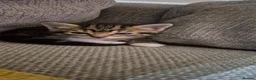 Mixed Breed cats for sale: Beautiful Tabby kitten - Advert 9