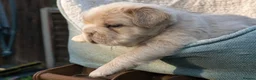 French Bulldog dogs for sale: RARE FLUFFY FRENCH BULLDOGS | 5KC REG | DNA CERT - Advert 11
