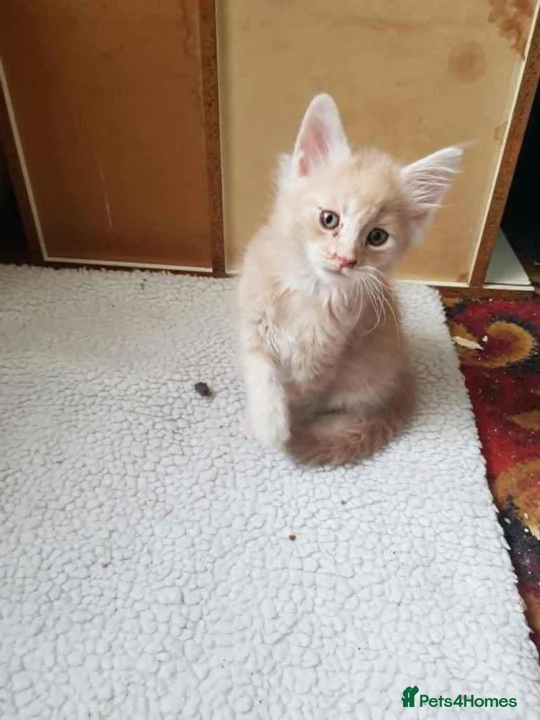 Maine Coon cats for sale: Maine Coon Kittens For Sale, 2 boys remaining in Belfast - Advert 2