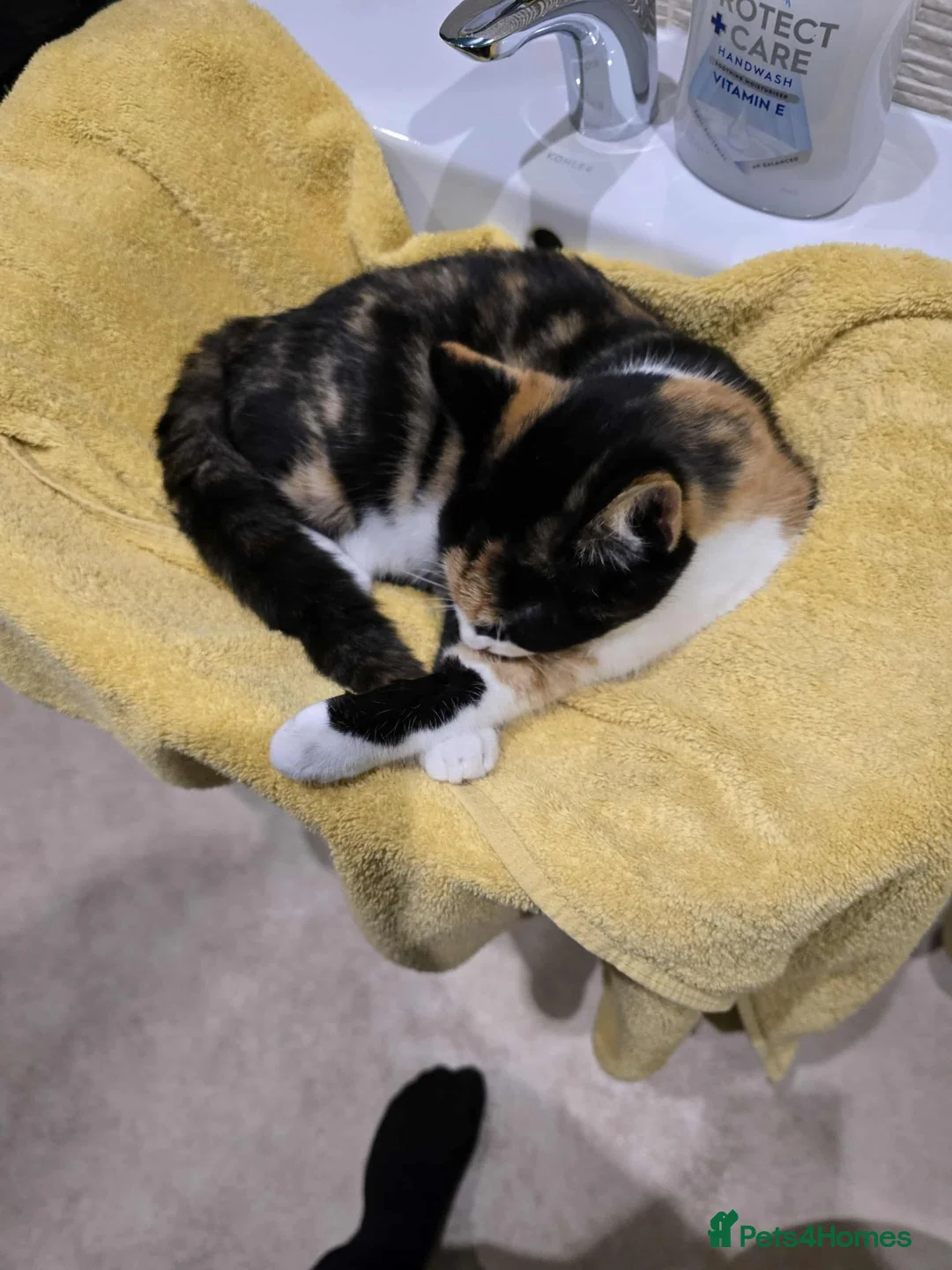 Mixed Breed cats for sale: Honey - Advert 2