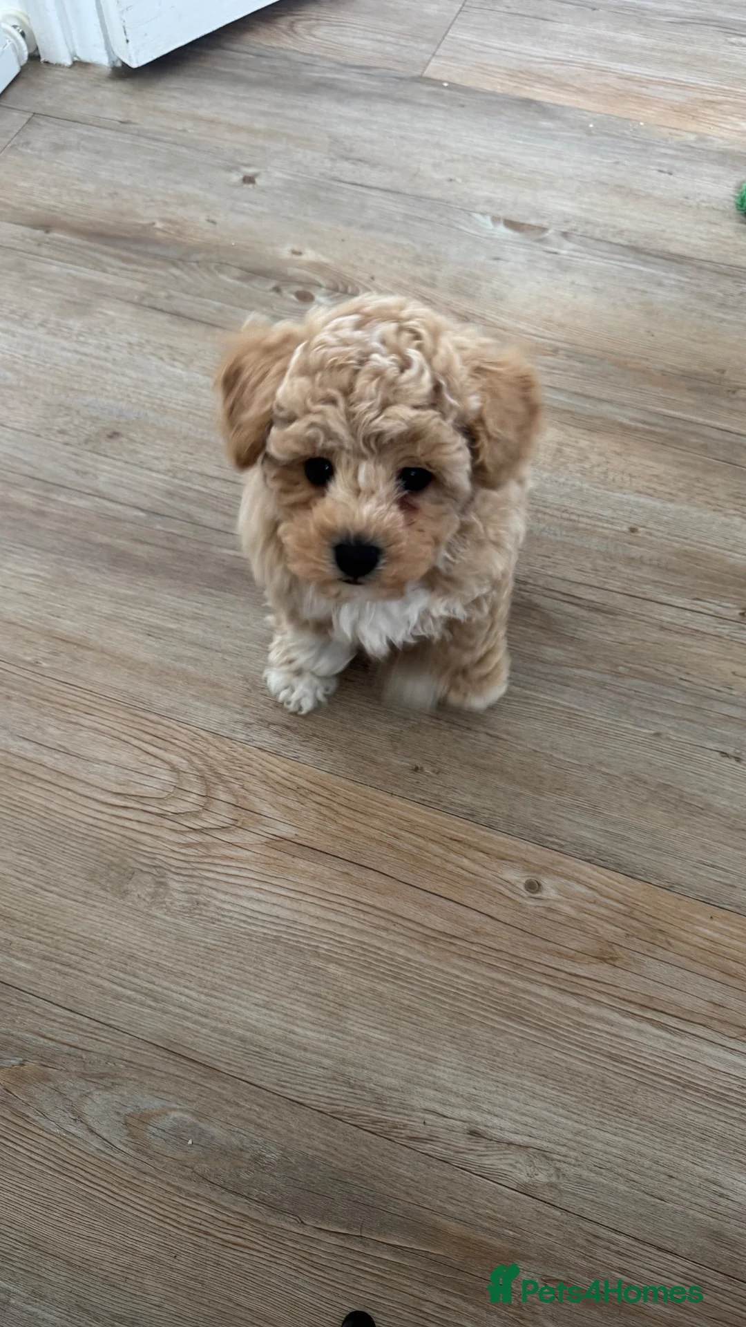 Poochon dogs for sale: 💫 Gorgeous Male Toy Poochon Puppy 💙 - Advert 2
