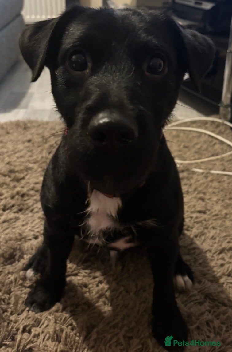 Mixed Breed dogs Patterjack male for stud  - Advert 16