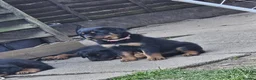 Rottweiler dogs for sale: Rottweiler puppies  - Advert 2