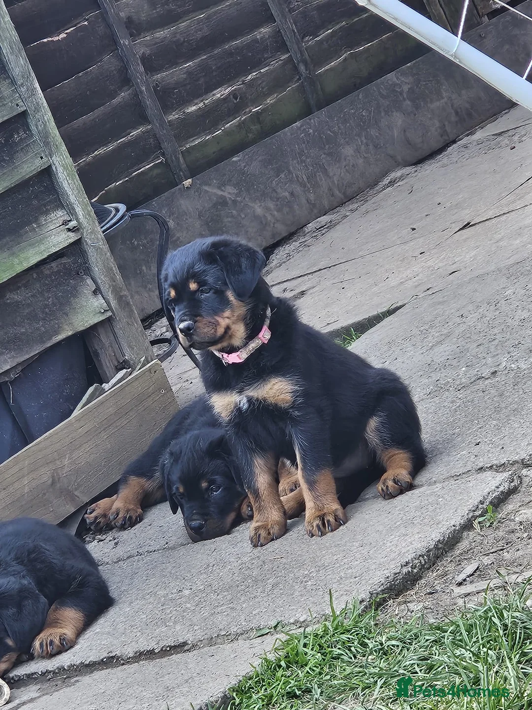 Rottweiler dogs for sale: Rottweiler puppies  - Advert 2
