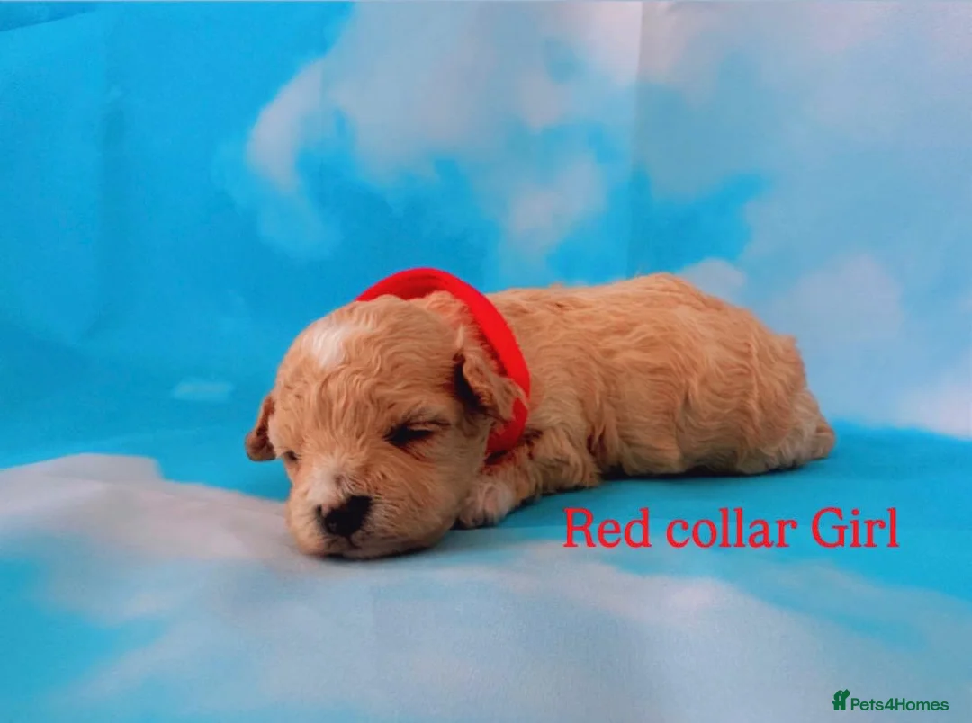 Maltipoo dogs for sale: ⭐️ Health Tested Stunning Maltipoos ⭐️ in Wolverhampton - Advert 3