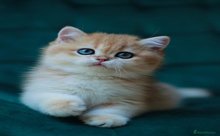 British Shorthair cats - Advert 1