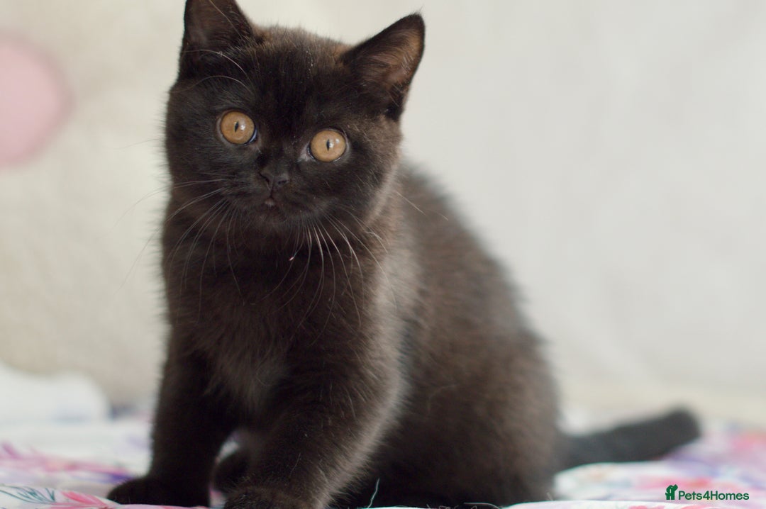 British Shorthair cats for sale: Beautiful BSH kittens 😻 - Image 4