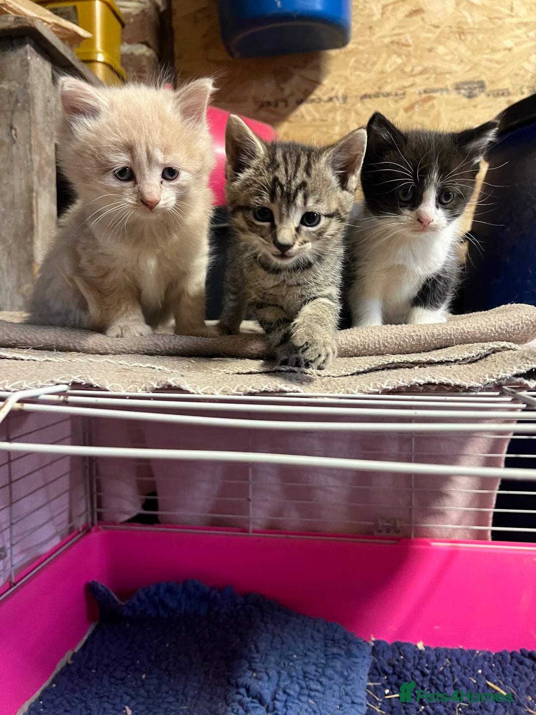 Domestic Shorthair cats for sale: Kittens for sale  - Image 1