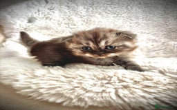 British Shorthair cats for sale: BSH x BLH Fold stunning kittens rainbow Litter - Image 2