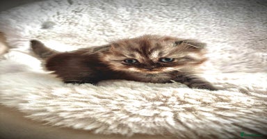British Shorthair cats - Advert 2