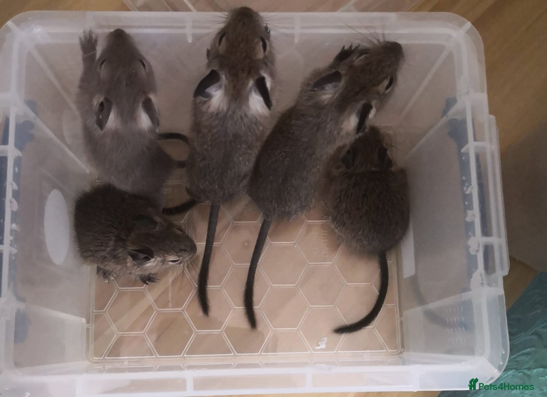 Degus rodents for sale: Baby 4 female and one male  - Image 3