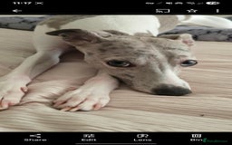 Whippet dogs for sale: Beautiful whippet with a hint of merle! - Image 2
