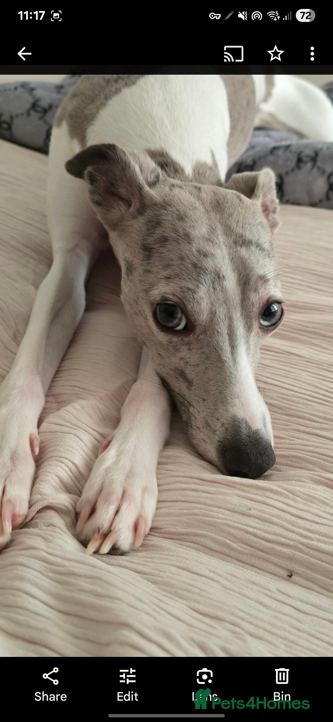 Whippet dogs for sale: Beautiful whippet with a hint of merle! - Image 2