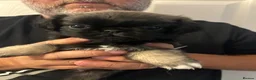 Pug dogs for sale: Beautiful Pug Puppies  - Advert 2