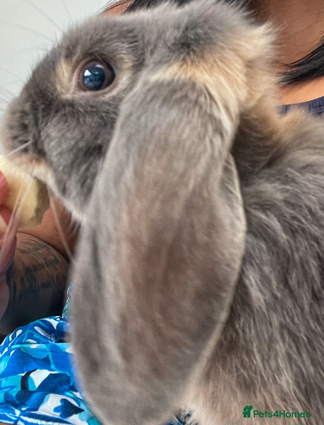 Mini Lop rabbits for sale: Bonded Mini Lop Bunnies Looking for a Loving Home - Advert 3