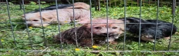 Norfolk Terrier dogs for sale: Norfolk terrier pups - Advert 6