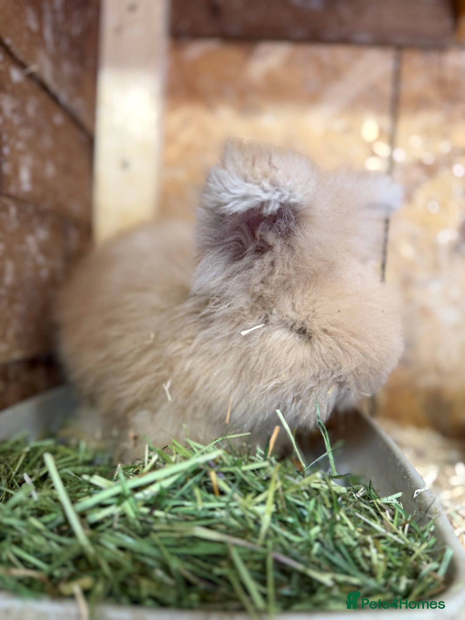 Angora rabbits Angora collection Ready - Advert 2