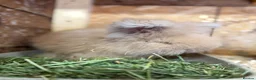 Angora rabbits for sale: Angora - Advert 5