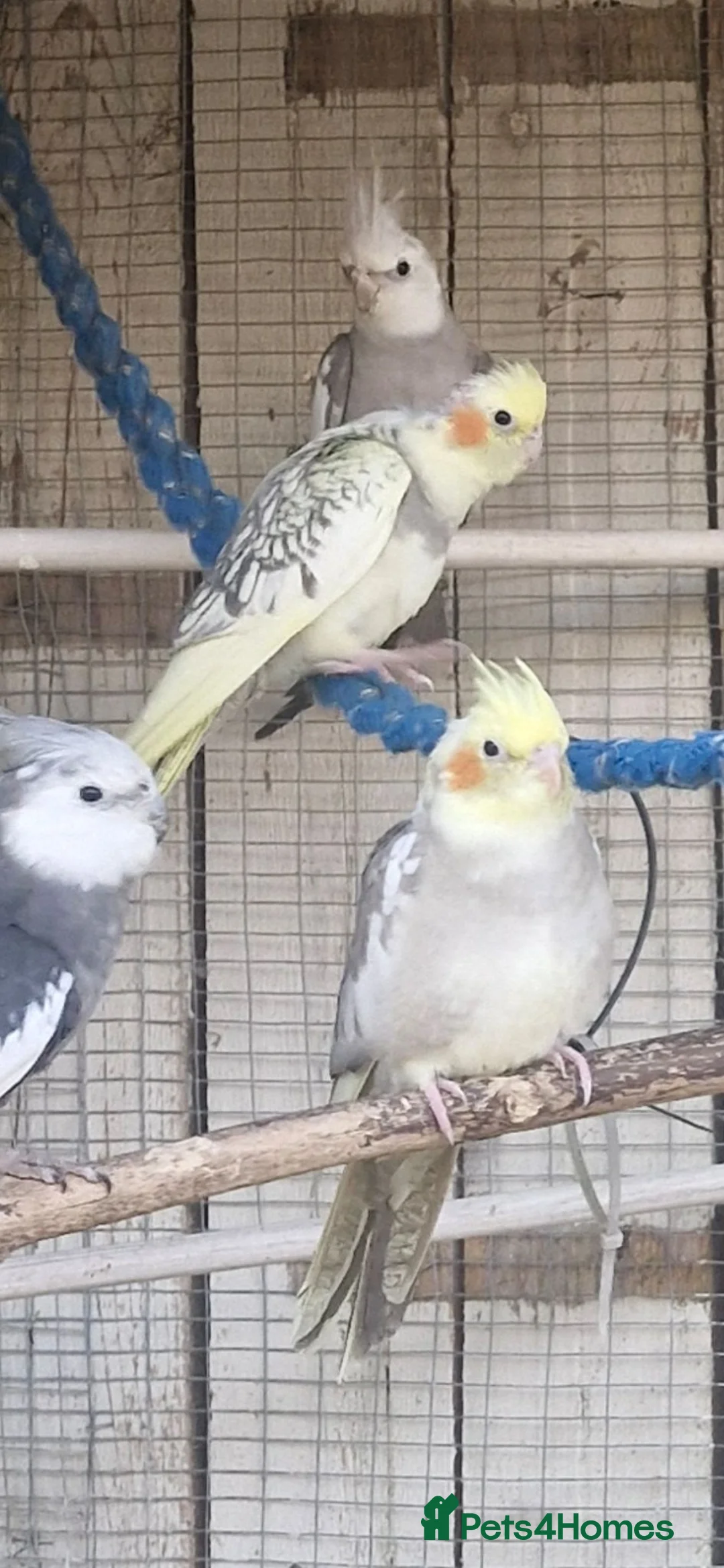 Cockatiels birds for sale: Young cockateils for sale ready now in Telford - Advert 4