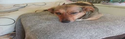 Mixed Breed dogs for adoption: 💛BELLA – The Little Street Dog Who Chose To Trust in Nottingham - Advert 8
