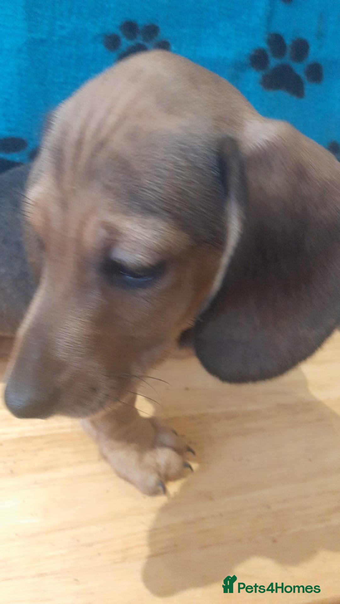 Miniature Dachshund dogs for sale: Gorgeous Miniature dachshund ready now - Advert 11