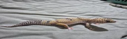 Leopard Gecko reptiles for sale: Female leopard gecko 2 years old - Advert 3
